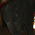 20090417 Half Day Safari - Elephant  25 of 57 